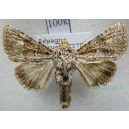 Recoropha canteneri (Duponchel, 1833) Spain100k